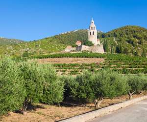 Komiza, Vis, st. Nicholas church with olive trees