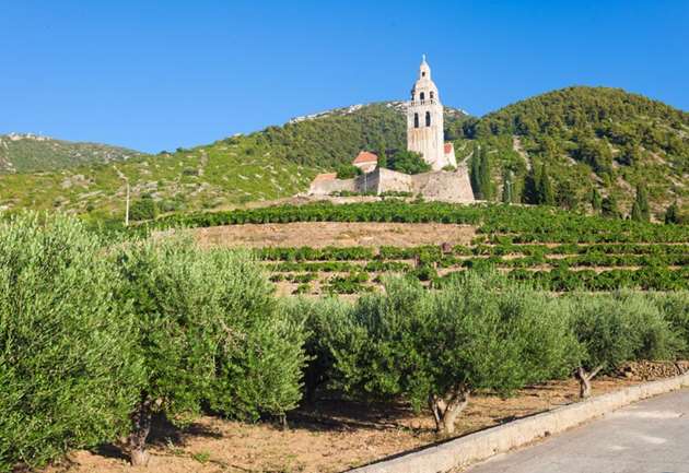 Komiza, Vis, st. Nicholas church with olive trees