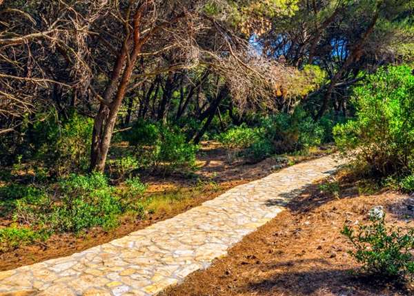 Forest walking path, Mljet Island