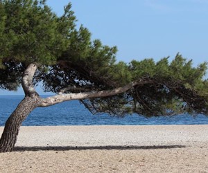 Pine tree at Golden Cape beach, Brac island