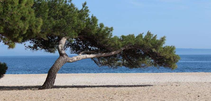 Pine tree at Golden Cape beach, Brac island