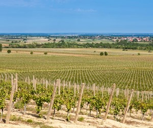 Vineyards in Ilok countryside