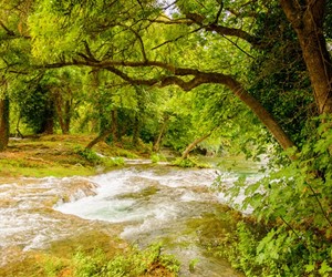 Krka river and forest, Krka NP