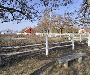 Lipizzaner stable in Dakovo, Croatia