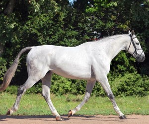 Lipizzan horse in Dakovo, Croatia