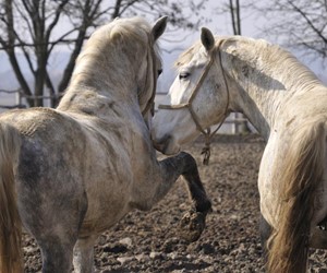 Lipizzaner horses in Dakovo, Croatia