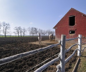 Lipizzaner stable in Dakovo, Croatia
