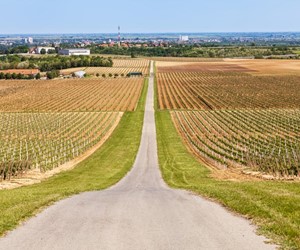 Panoramic view of Ilok town and its vineyards