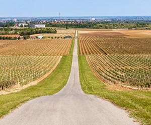 Panoramic view of Ilok town and its vineyards