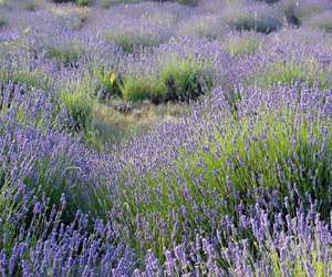 Lavender fields, Hvar Island