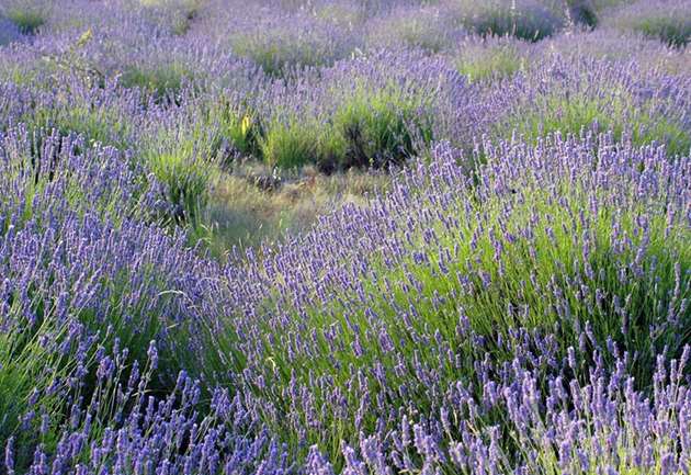 Lavender fields, Hvar Island