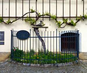 World's Oldest Vine (~400 years), Maribor, Slovenia