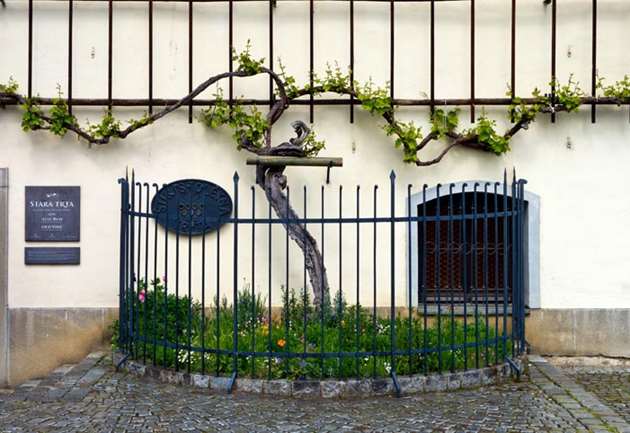World's Oldest Vine (~400 years), Maribor, Slovenia