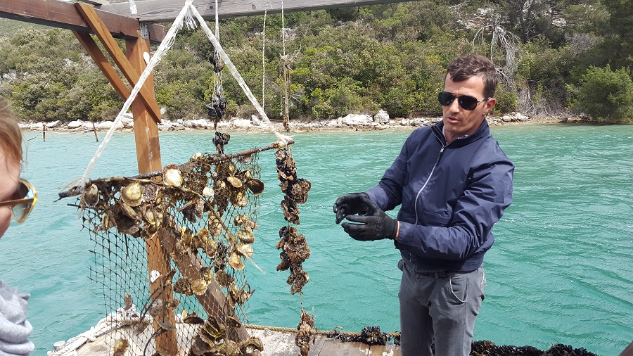 Oyster farm in Mali Ston