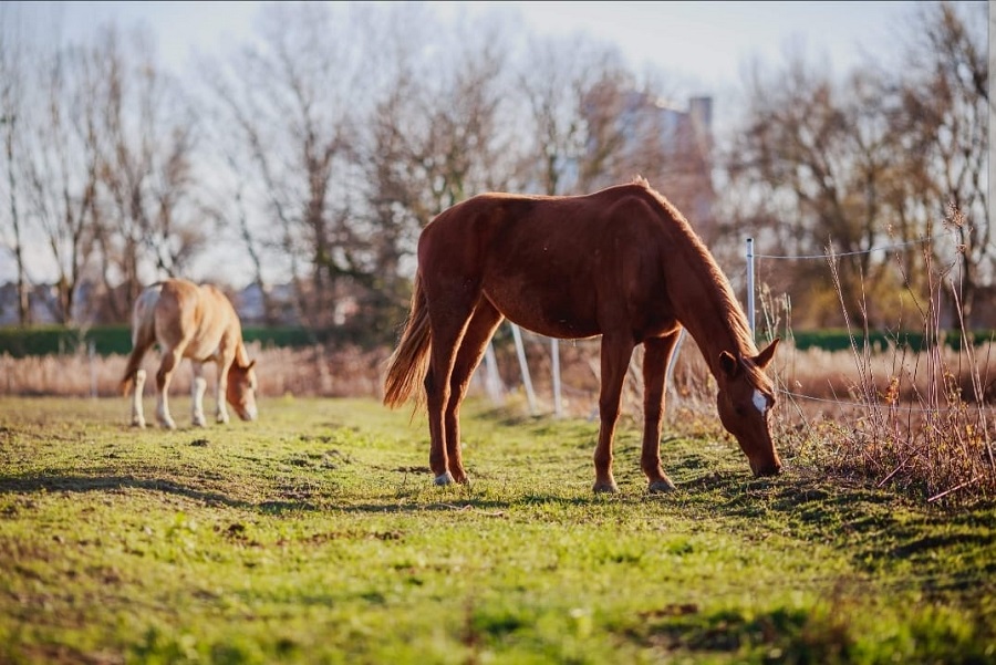 Horses at ranch Osijek