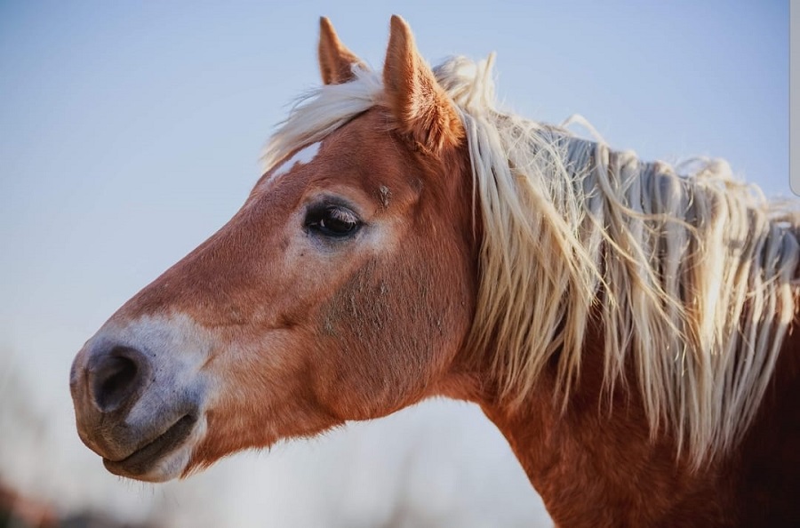 Horseback riding excursion