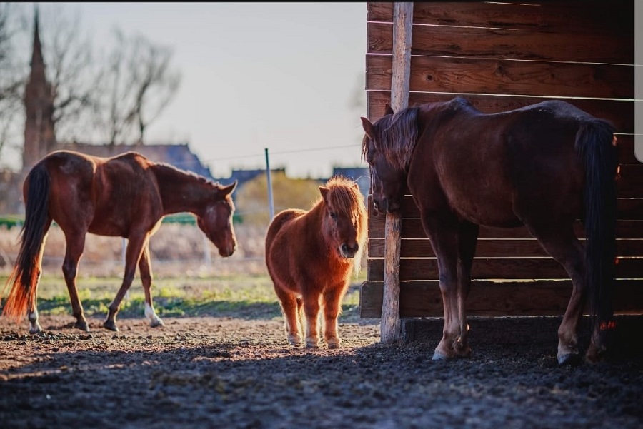 Horses Osijek