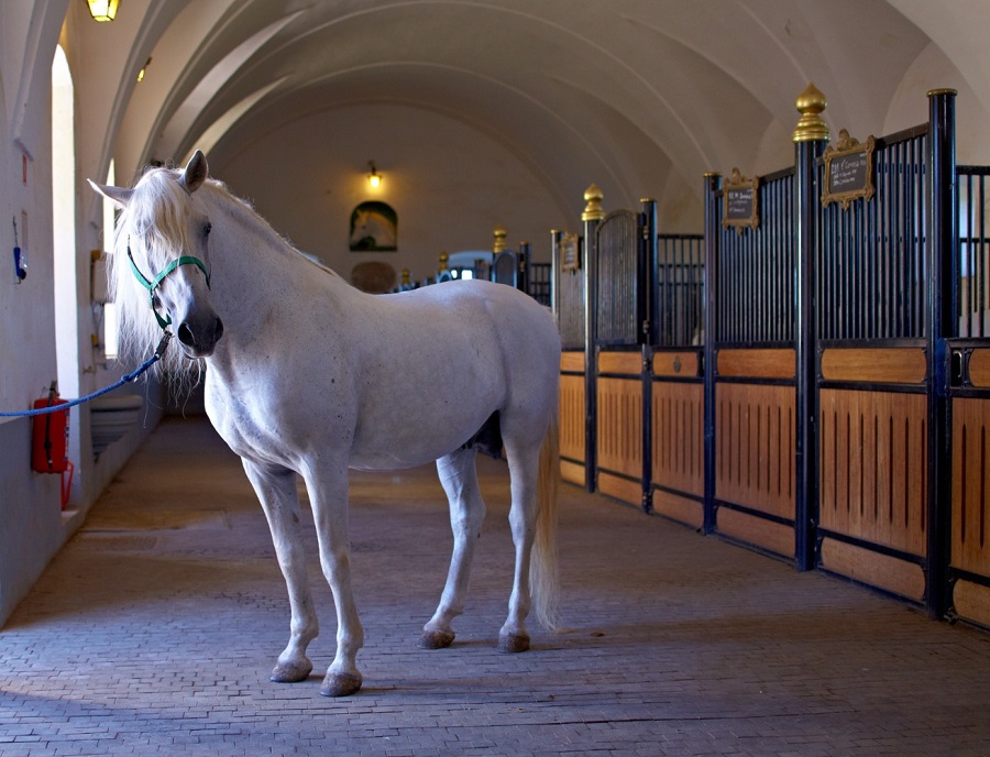 Dakovo Stud Farm