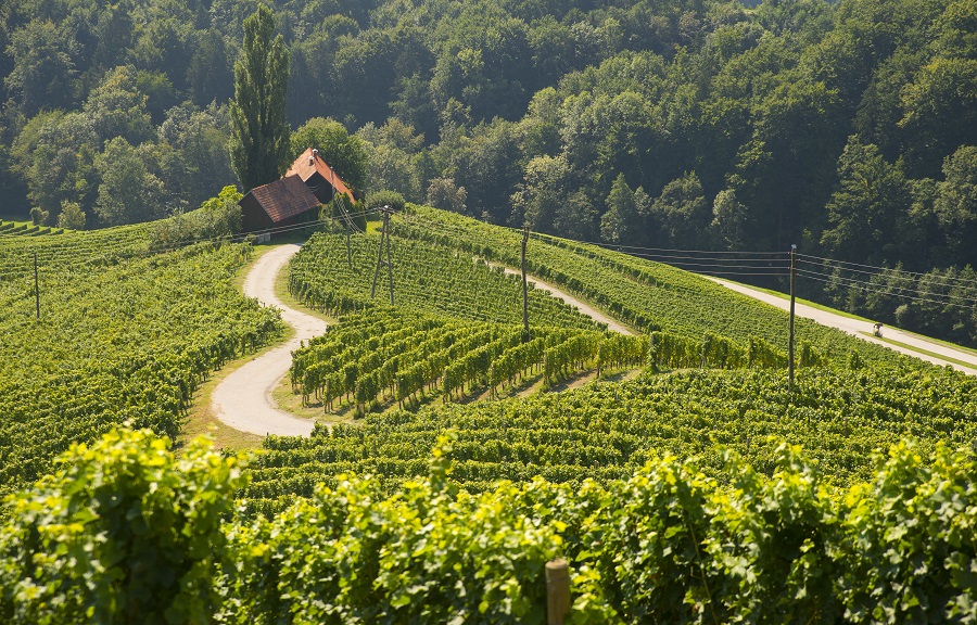 Maribor wine region