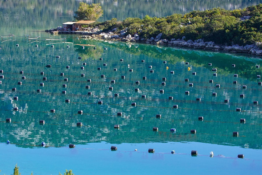 Oyster farms