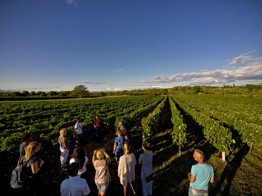 Sladic vineyard