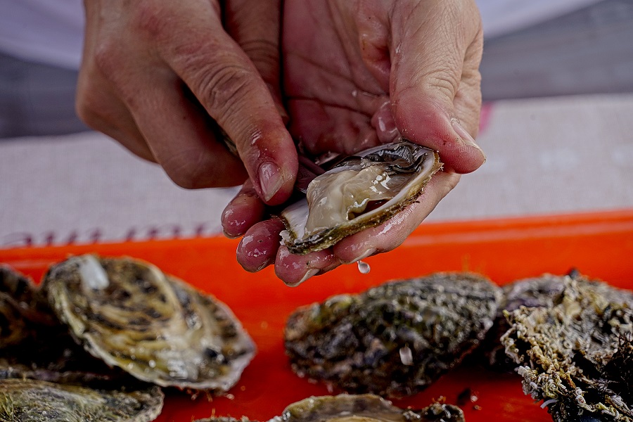 Fresh oysters